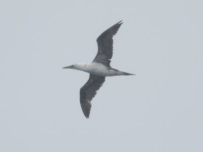 NORTHERN GANNET (immature)