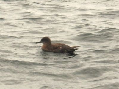 SOOTY SHEARWATER