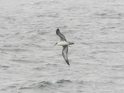 GREAT SHEARWATER