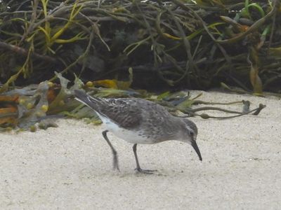 WHITE-RUMPED SANDPIPER
