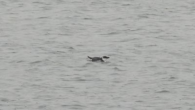RAZORBILL (immature)