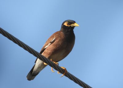 COMMON MYNA