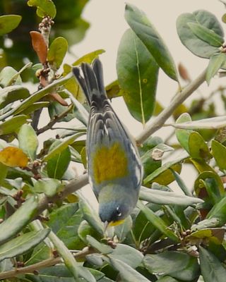NORTHERN PARULA