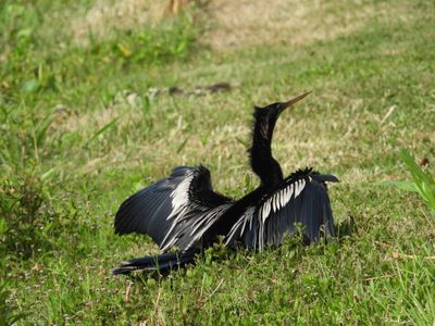 ANHINGA