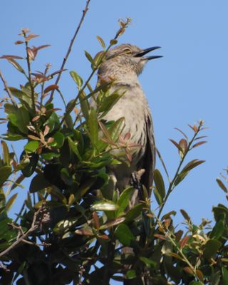 BAHAMA MOCKINGBIRD