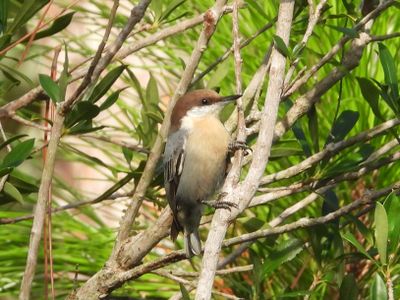 BROWN-HEADED NUTHATCH