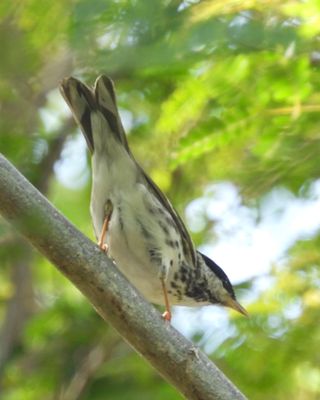 BLACKPOLL WARBLER
