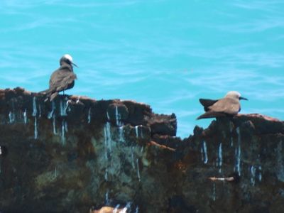 BLACK NODDY (left)
