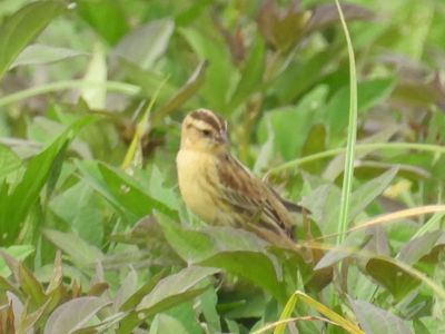 BOBOLINK (female)