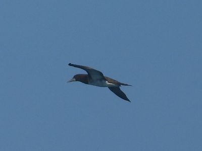 BROWN BOOBY (Atlantic)