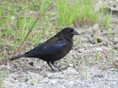 BRONZED COWBIRD