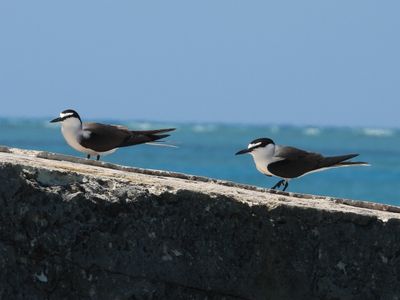 BRIDLED TERN