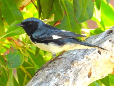 BLACK-THROATED BLUE WARBLER