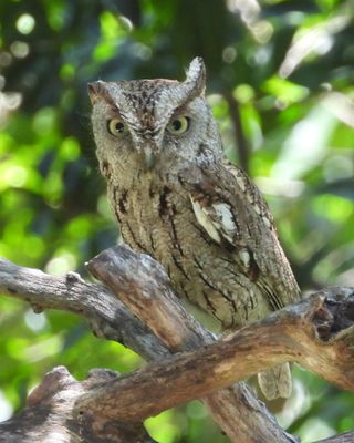 EASTERN SCREECH-OWL