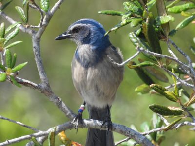 FLORIDA SCRUB-JAY