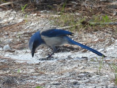 FLORIDA SCRUB-JAY