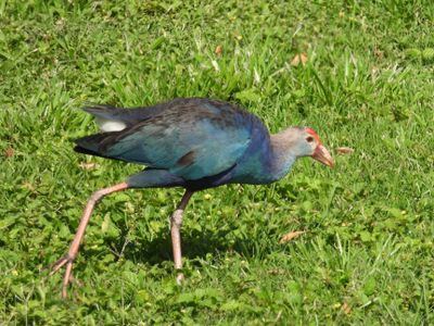 GRAY-HEADED SWAMPHEN