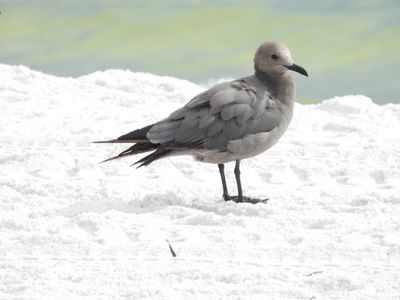 GRAY GULL (subadult)