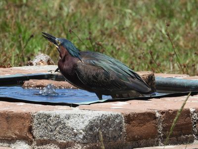 GREEN HERON