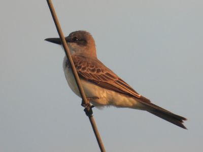 GRAY KINGBIRD