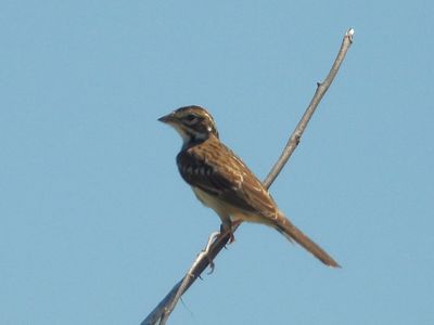 LARK SPARROW