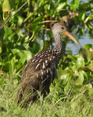 LIMPKIN