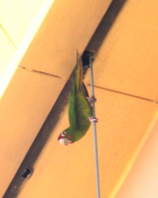 MITRED PARAKEET