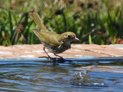 WOOD-WARBLERS