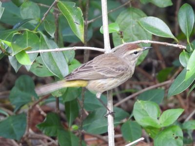 PALM WARBLER (Western)