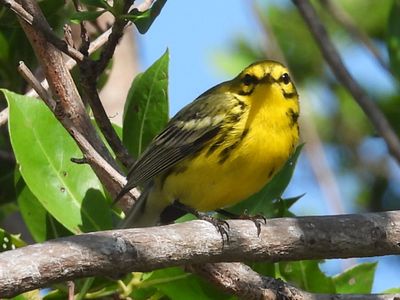 PRAIRIE WARBLER