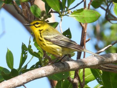 PRAIRIE WARBLER