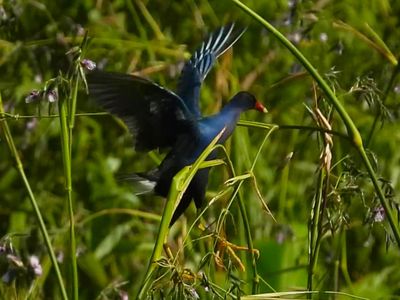 PURPLE GALLINULE