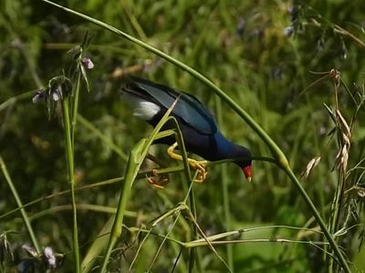 PURPLE GALLINULE