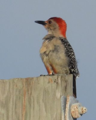 RED-BELLIED WOODPECKER