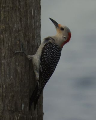 RED-BELLIED WOODPECKER (female)