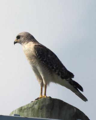 RED-SHOULDERED HAWK (Florida)