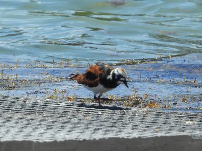 RUDDY TURNSTONE
