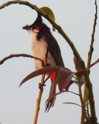 RED-WHISKERED BULBUL