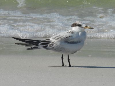 SANDWICH TERN (juv)