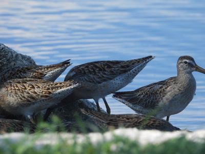 SHORT-BILLED DOWITCHER (juv)