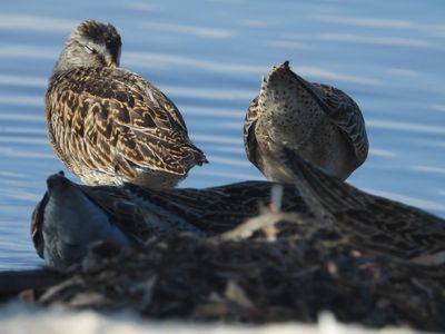 SHORT-BILLED DOWITCHER (juv)