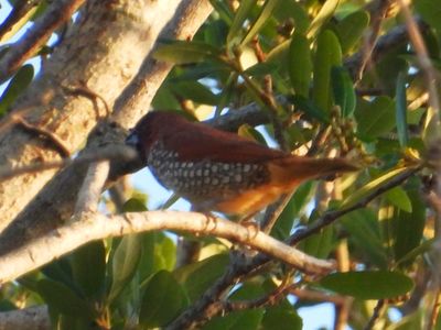 SCALY-BREASTED MUNIA (male)