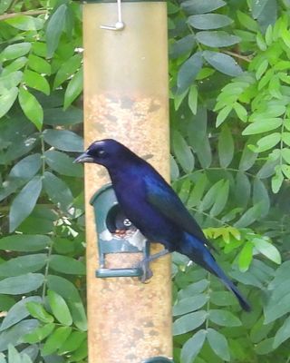 SHINY COWBIRD