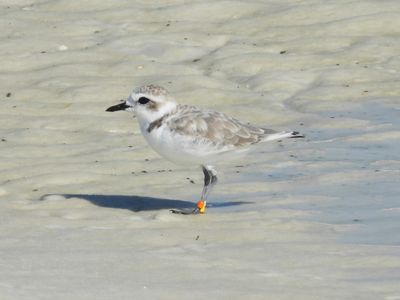 SNOWY PLOVER