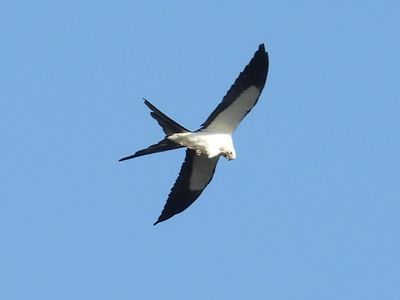 HAWKS