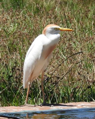 WESTERN CATTLE EGRET