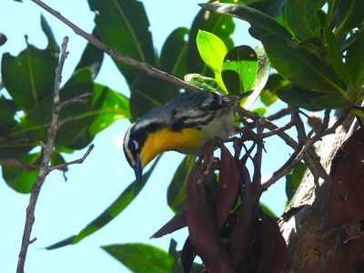 YELLOW-THROATED WARBLER