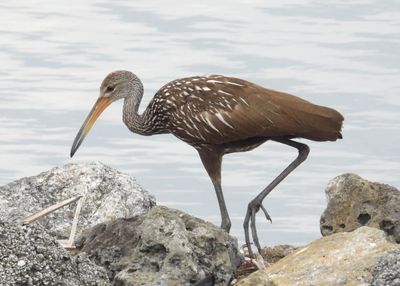 LIMPKIN