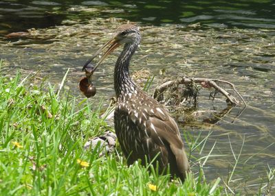 LIMPKIN
