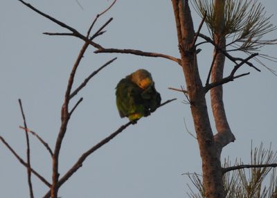 ORANGE-WINGED PARROT